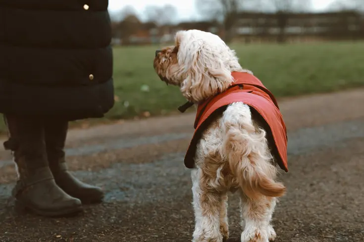 DOG-FRIENDLY FESTIVE FUN